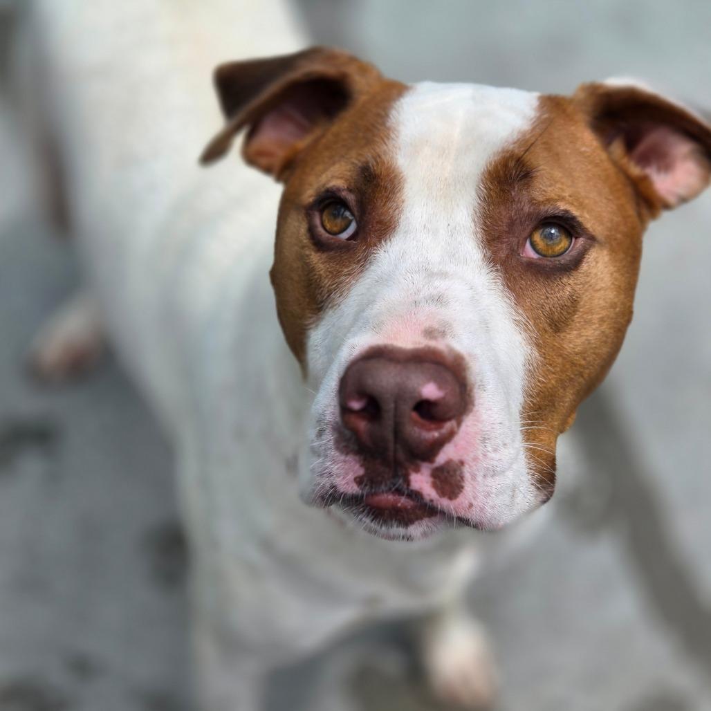 Enlarge Benny Hill, a Adoptable Mixed Breed in Red House, WV image 3/4