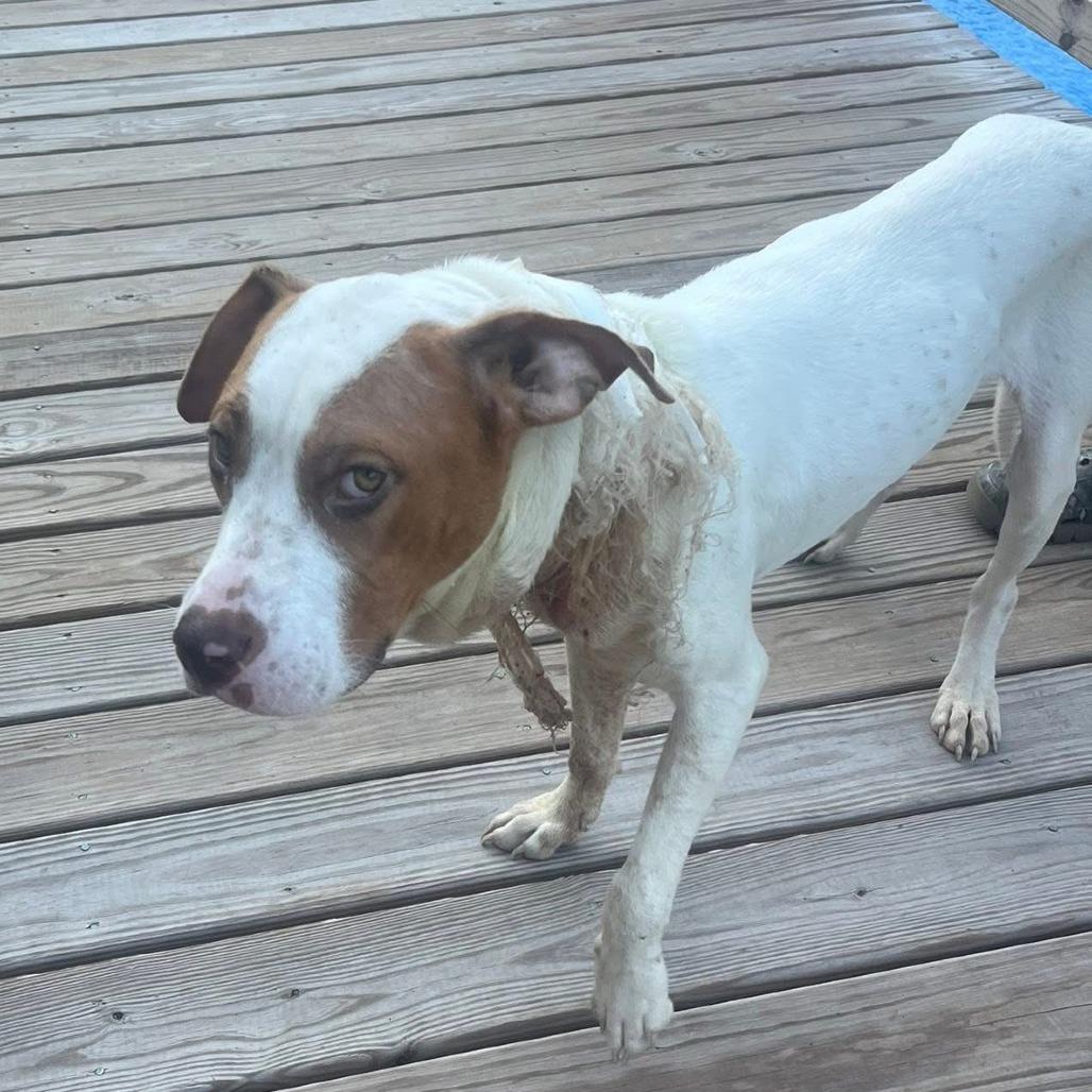 Benny Hill, a Adoptable Mixed Breed in Red House, WV image 3/3