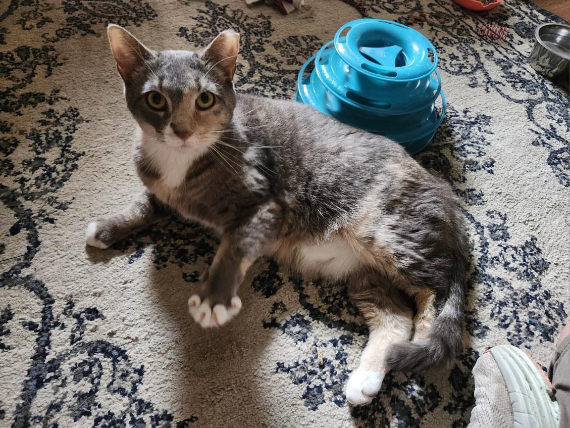 Mia (lap cat who loves attention!) *Courtesy Post* 1