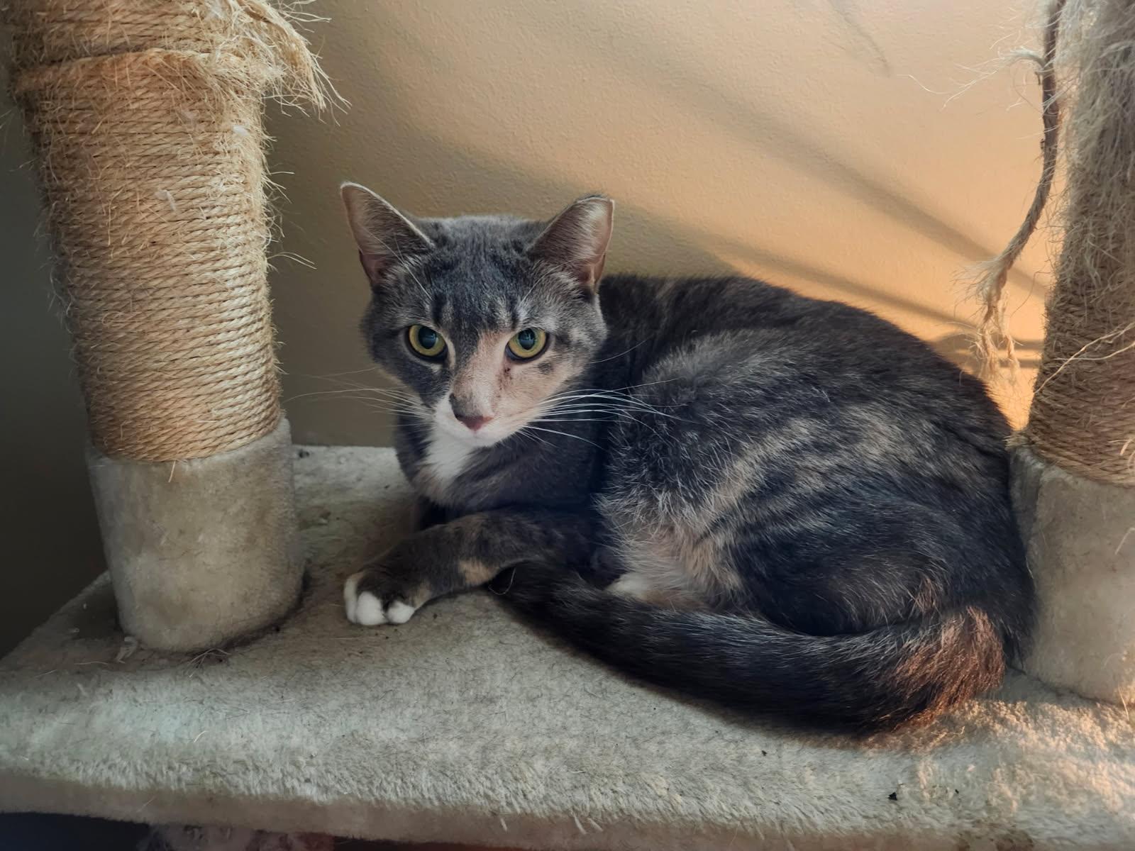 Mia (lap cat who loves attention!) *Courtesy Post* 4