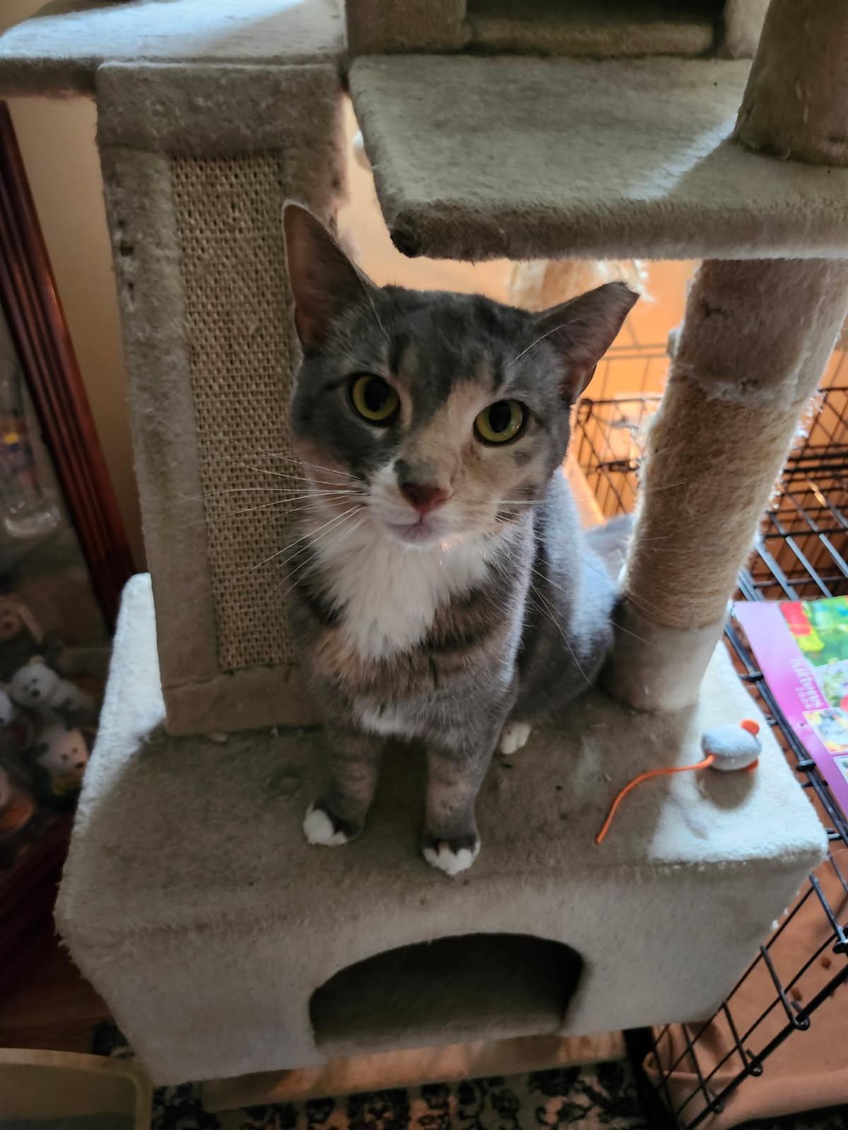 Mia (lap cat who loves attention!) *Courtesy Post*