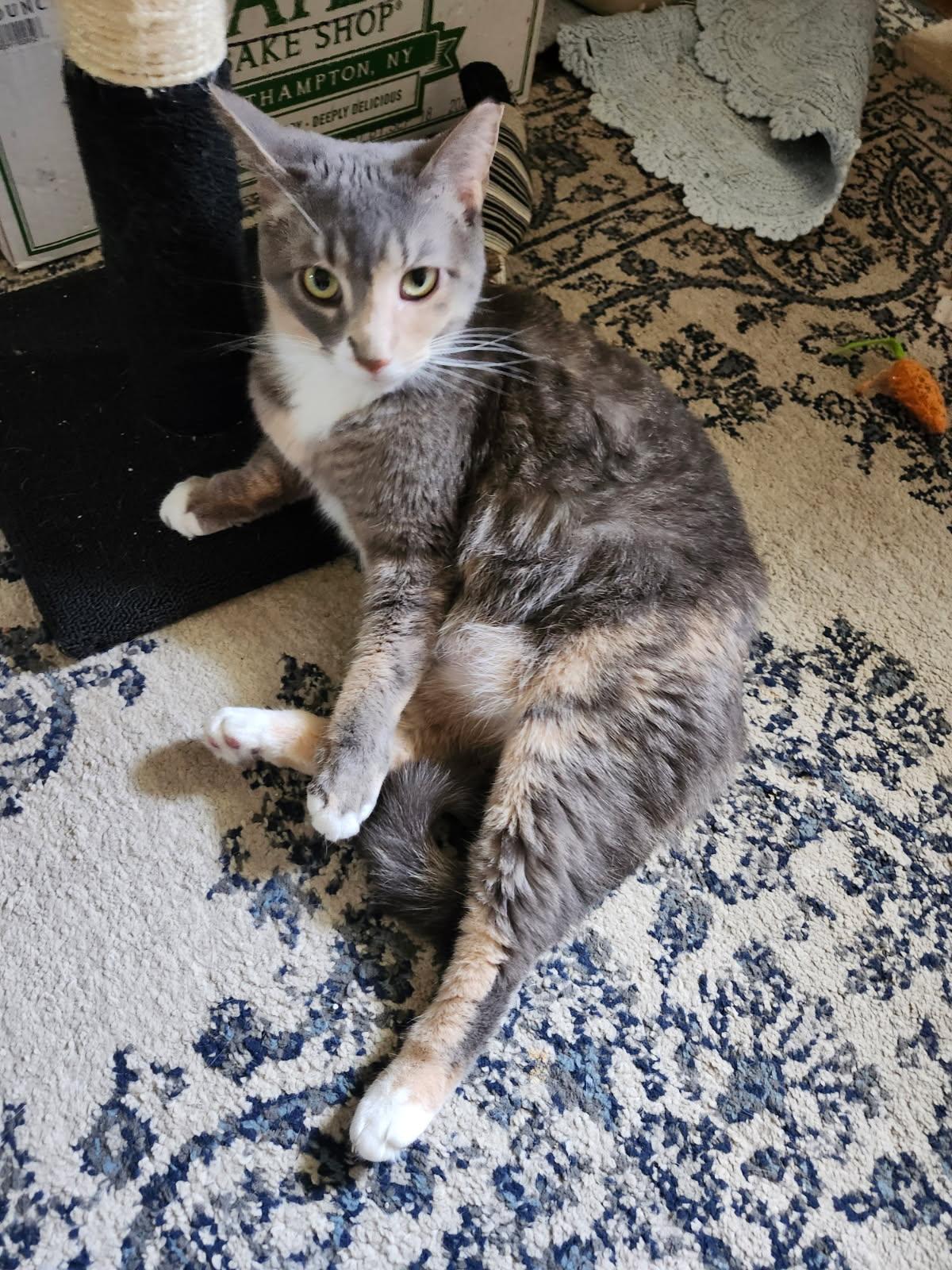 Mia (lap cat who loves attention!) *Courtesy Post* 3