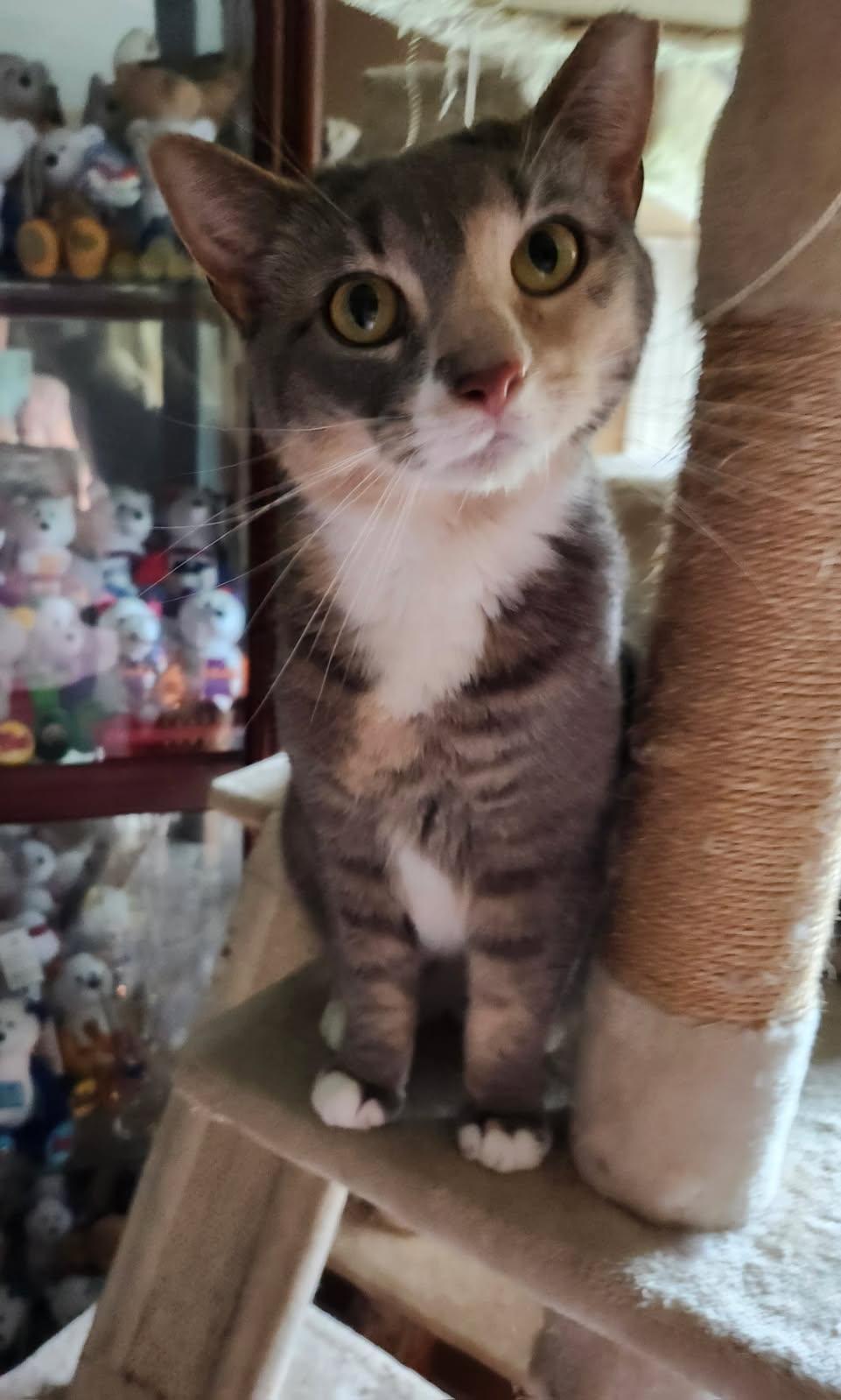 Mia (lap cat who loves attention!) *Courtesy Post* 2