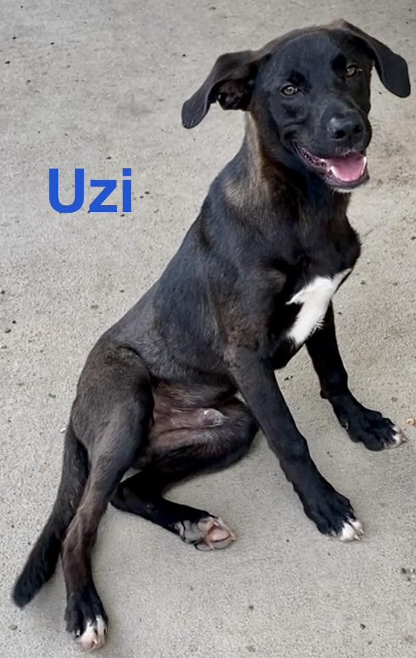 Uzi, an adopted Mixed Breed in Pomeroy, OH image 4/5