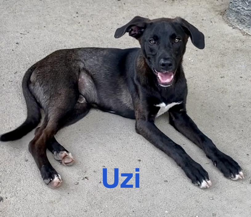 Uzi, adopted, Puppy Male Mixed Breed.
