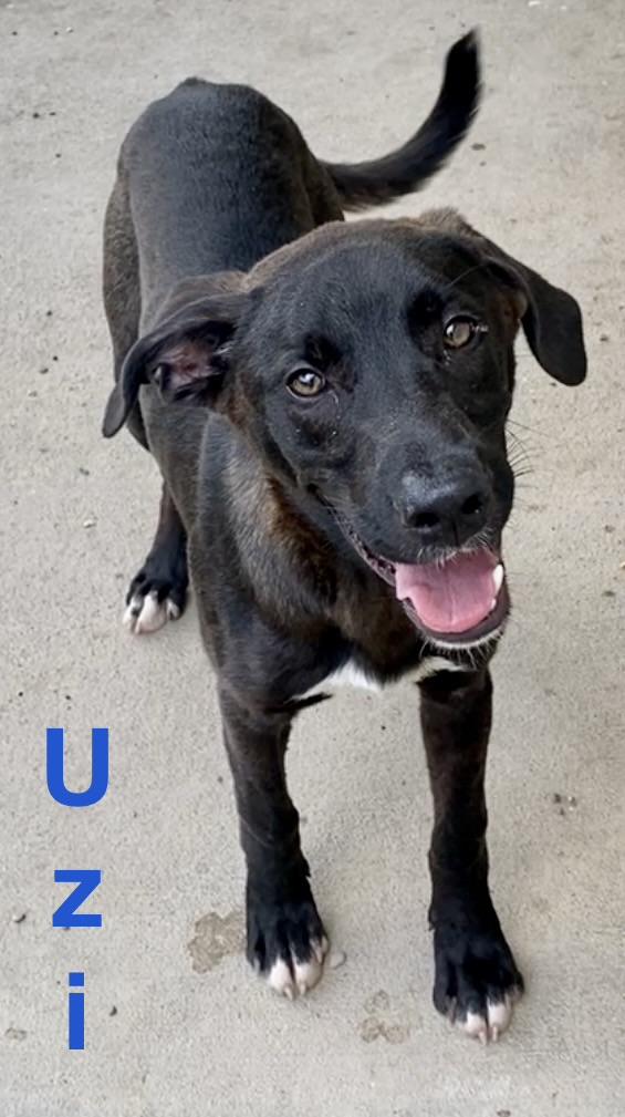 Uzi, an adopted Mixed Breed in Pomeroy, OH image 3/5