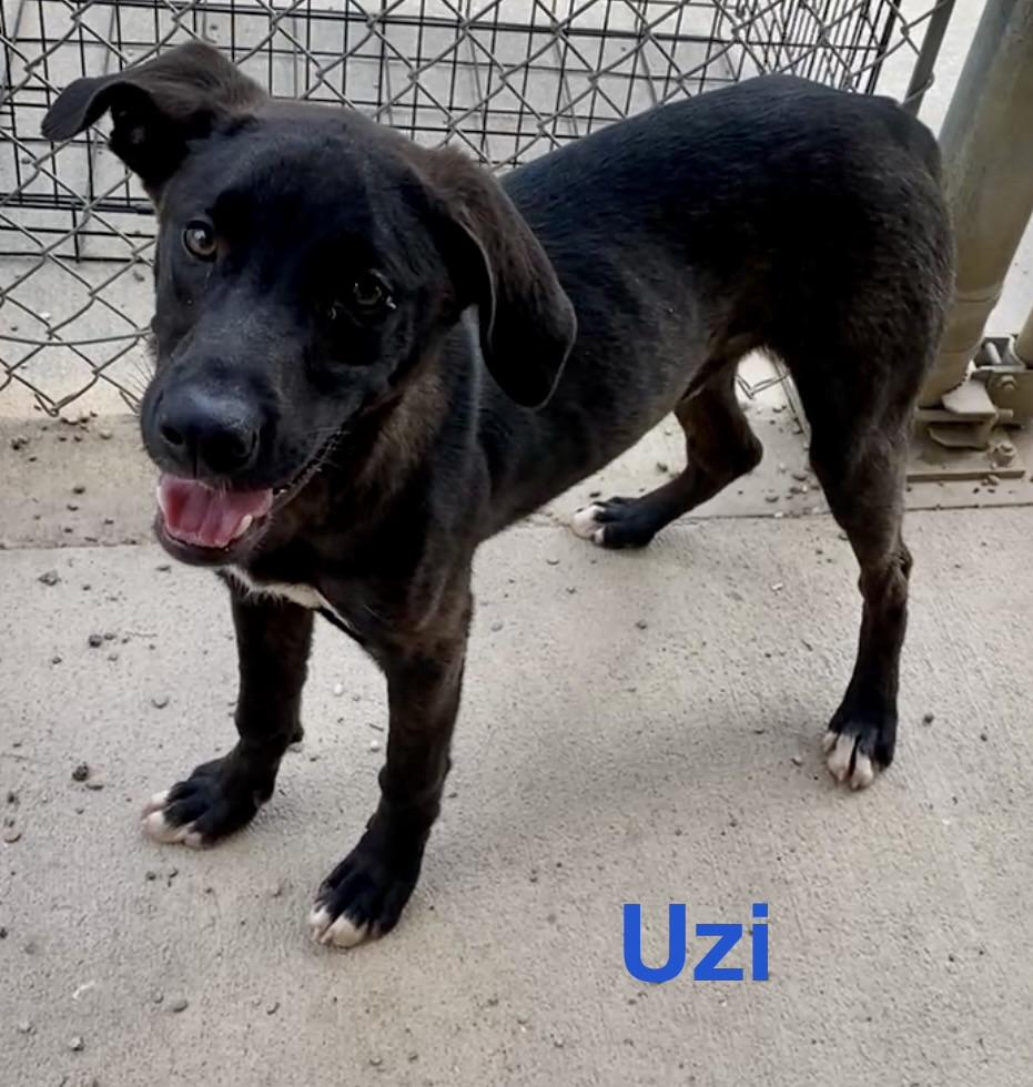Uzi, an adopted Mixed Breed in Pomeroy, OH image 5/5