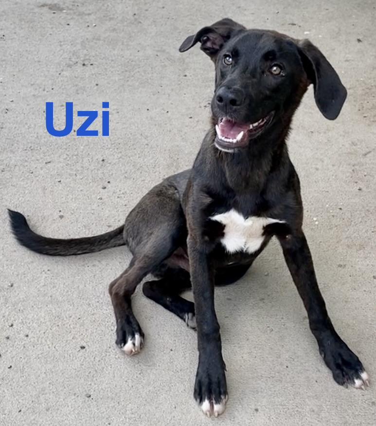 Uzi, an adopted Mixed Breed in Pomeroy, OH image 2/5