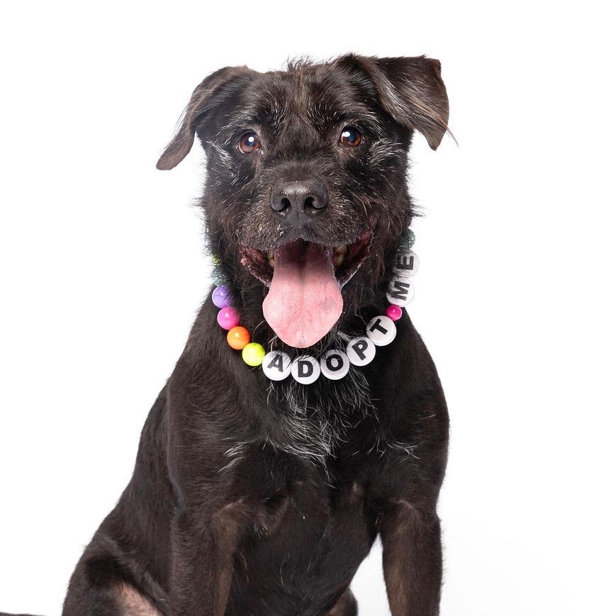 Scraggles, Adoptable, Senior Male Black Labrador Retriever & Patterdale Terrier / Fell Terrier.