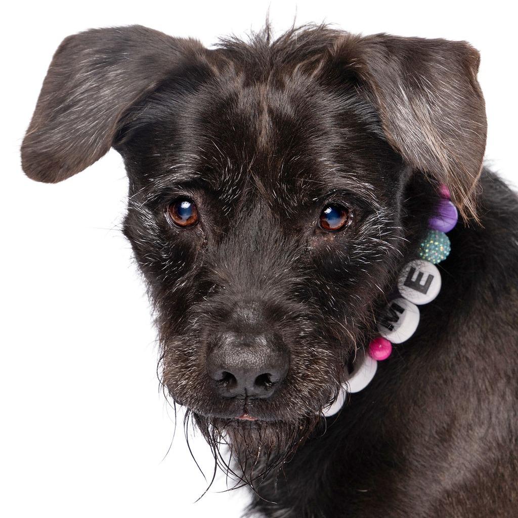 Enlarge Scraggles, a Adoptable mixed breed in Fort Lauderdale, FL image 2/6
