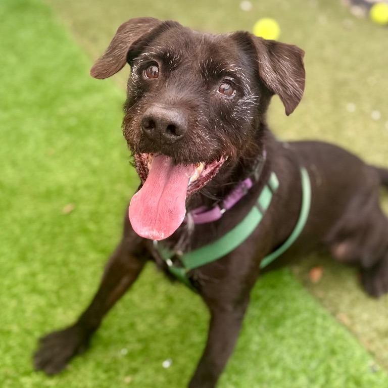 Enlarge Scraggles, a Adoptable mixed breed in Fort Lauderdale, FL image 3/6