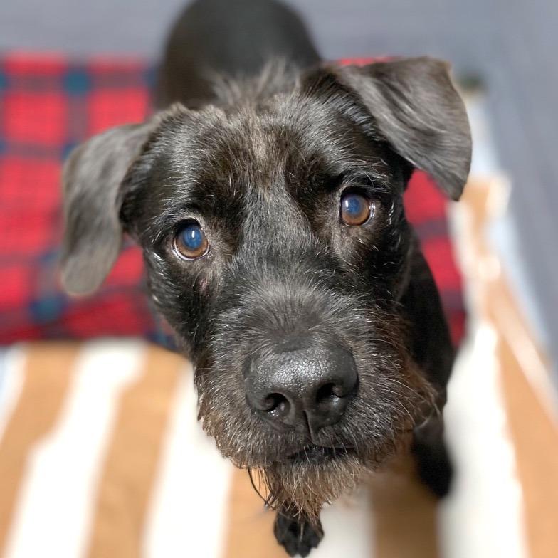 Enlarge Scraggles, a Adoptable mixed breed in Fort Lauderdale, FL image 4/6