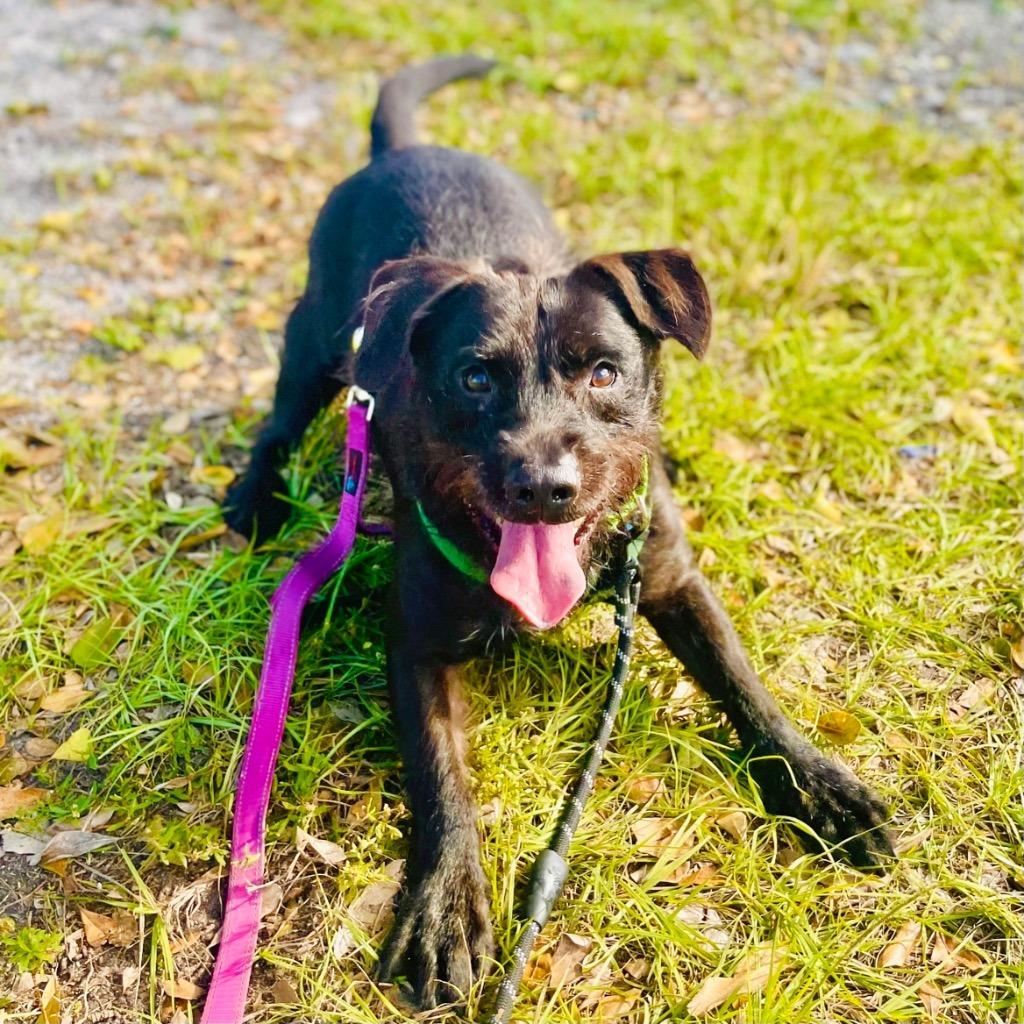 Enlarge Scraggles, a Adoptable mixed breed in Fort Lauderdale, FL image 5/6