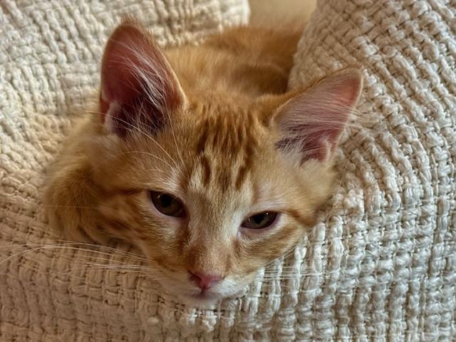 Enlarge Halesia Miller, an adopted Domestic Short Hair in Denver, CO image 2/2