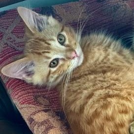 Enlarge Halesia Miller, an adopted Domestic Short Hair in Denver, CO image 1/2