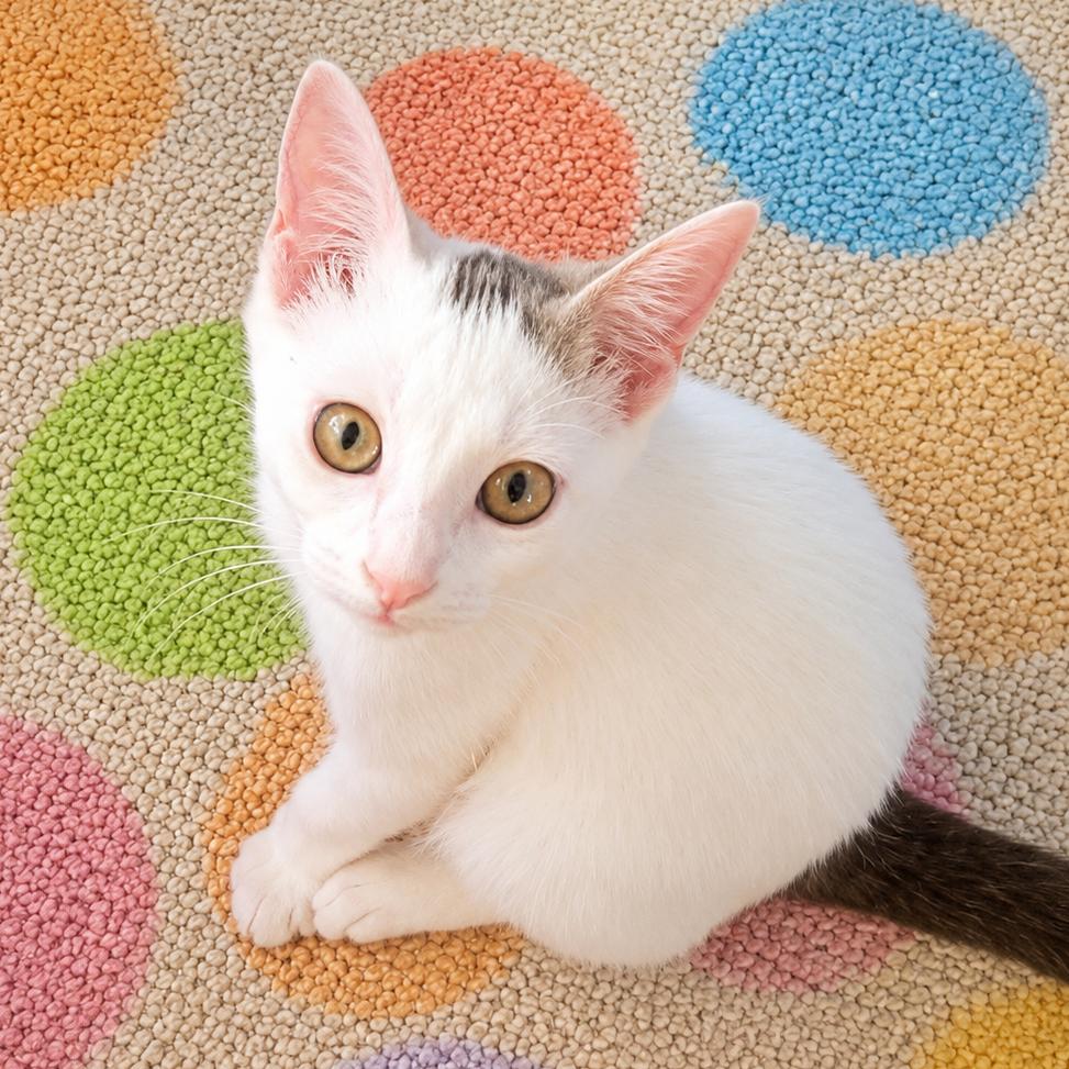 Enlarge Kerfuffle, a Adoptable Turkish Van in Wichita, KS image 2/6