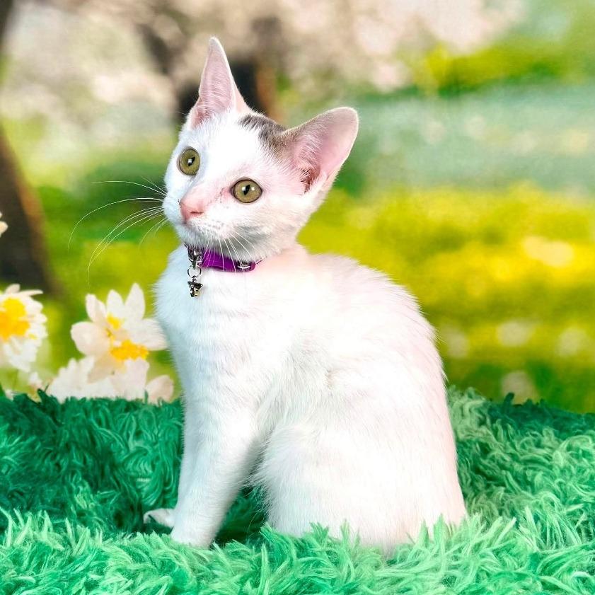 Enlarge Kerfuffle, a Adoptable Turkish Van in Wichita, KS image 3/6