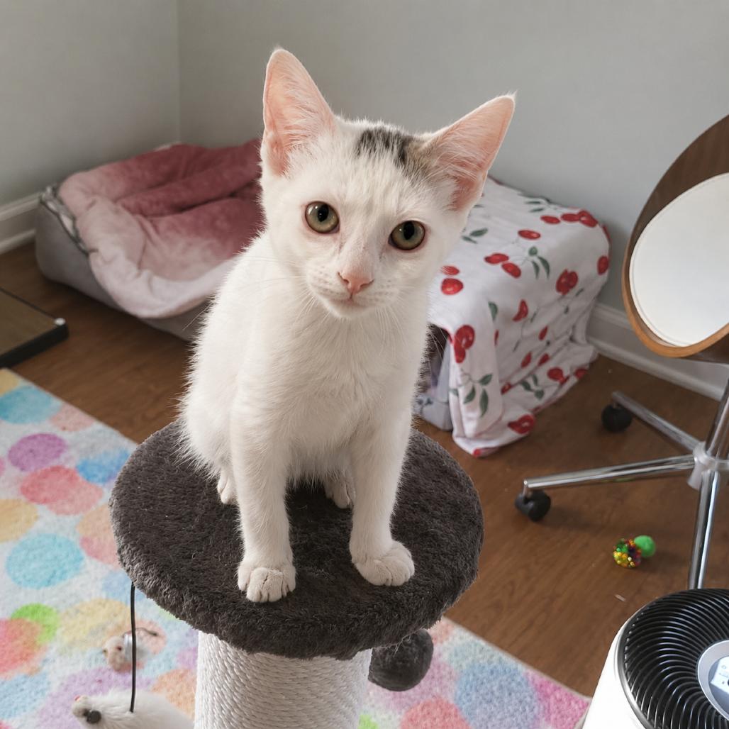 Enlarge Kerfuffle, a Adoptable Turkish Van in Wichita, KS image 4/6