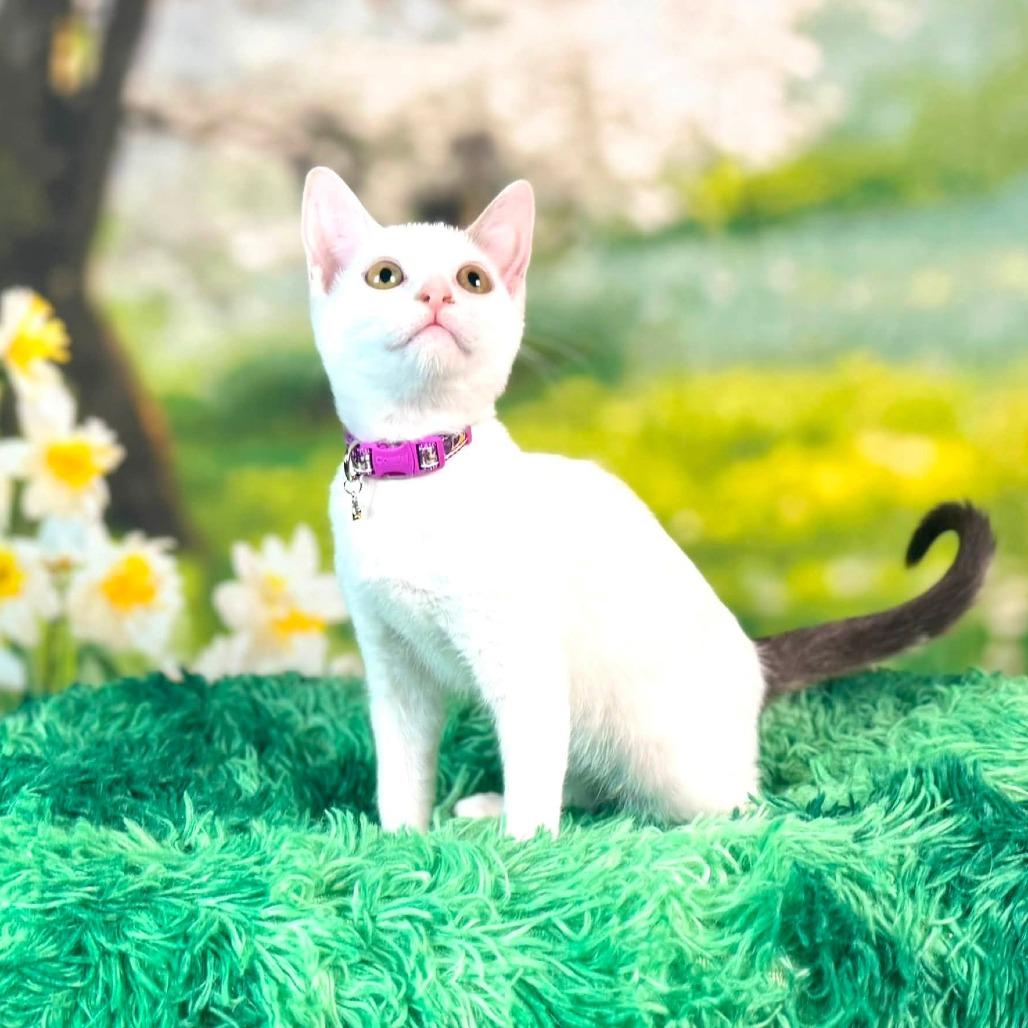 Enlarge Kerfuffle, a Adoptable Turkish Van in Wichita, KS image 5/6