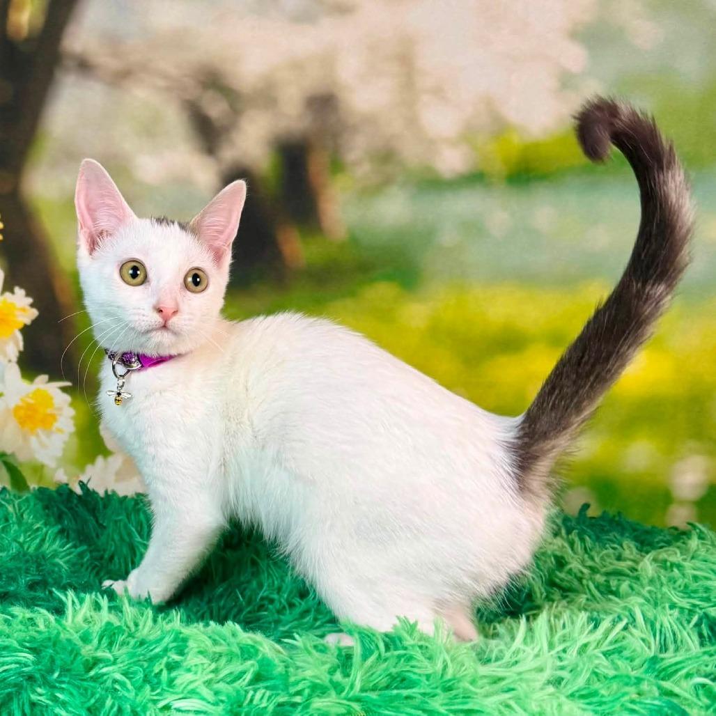Enlarge Kerfuffle, a Adoptable Turkish Van in Wichita, KS image 6/6