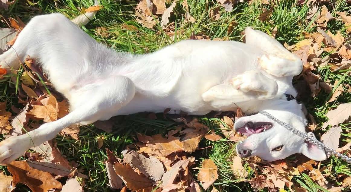 rouge, Adoptable, Puppy Female Husky & Labrador Retriever.