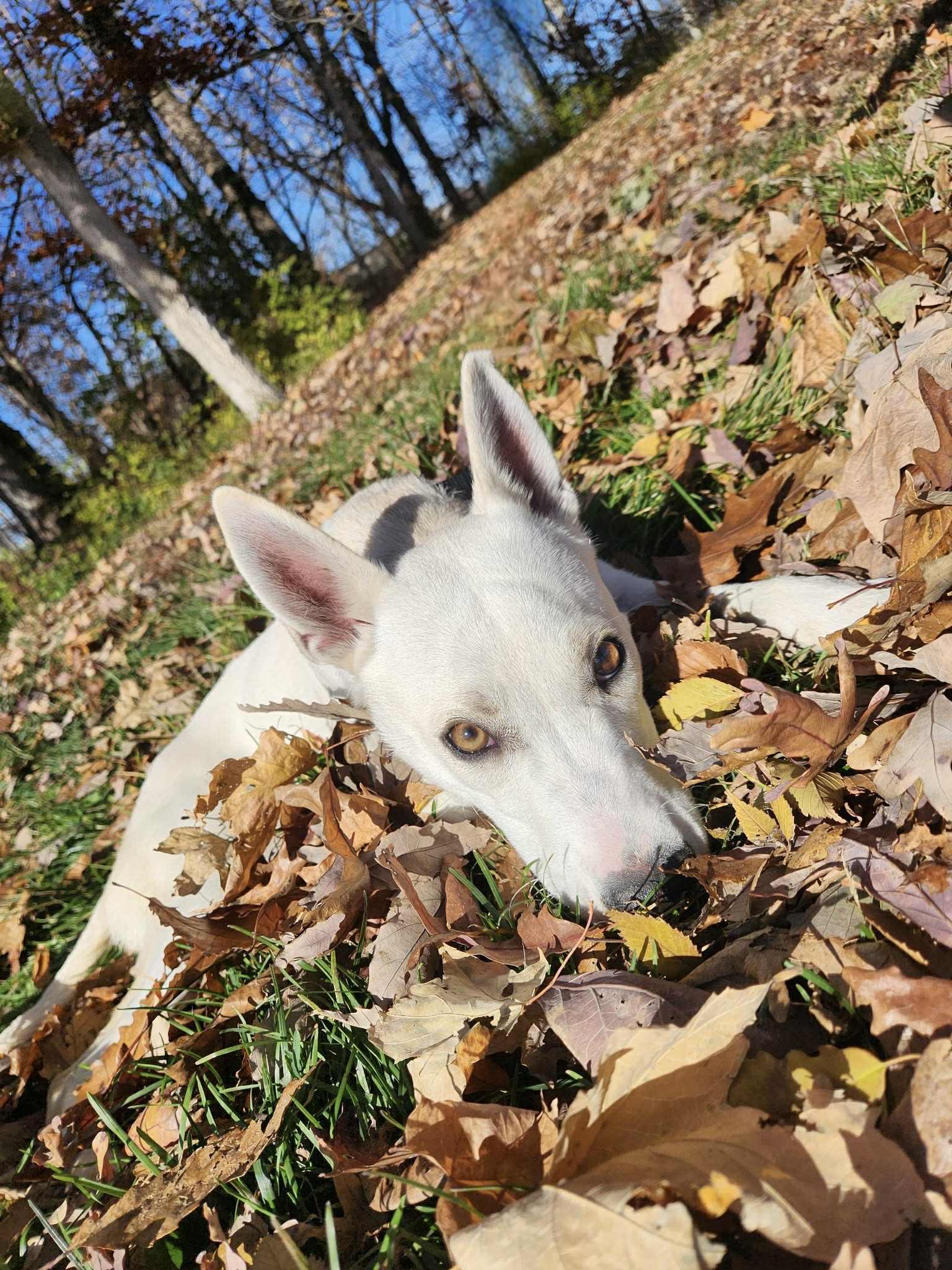Enlarge rouge, a Adoptable mixed breed in MARION, IN image 2/5