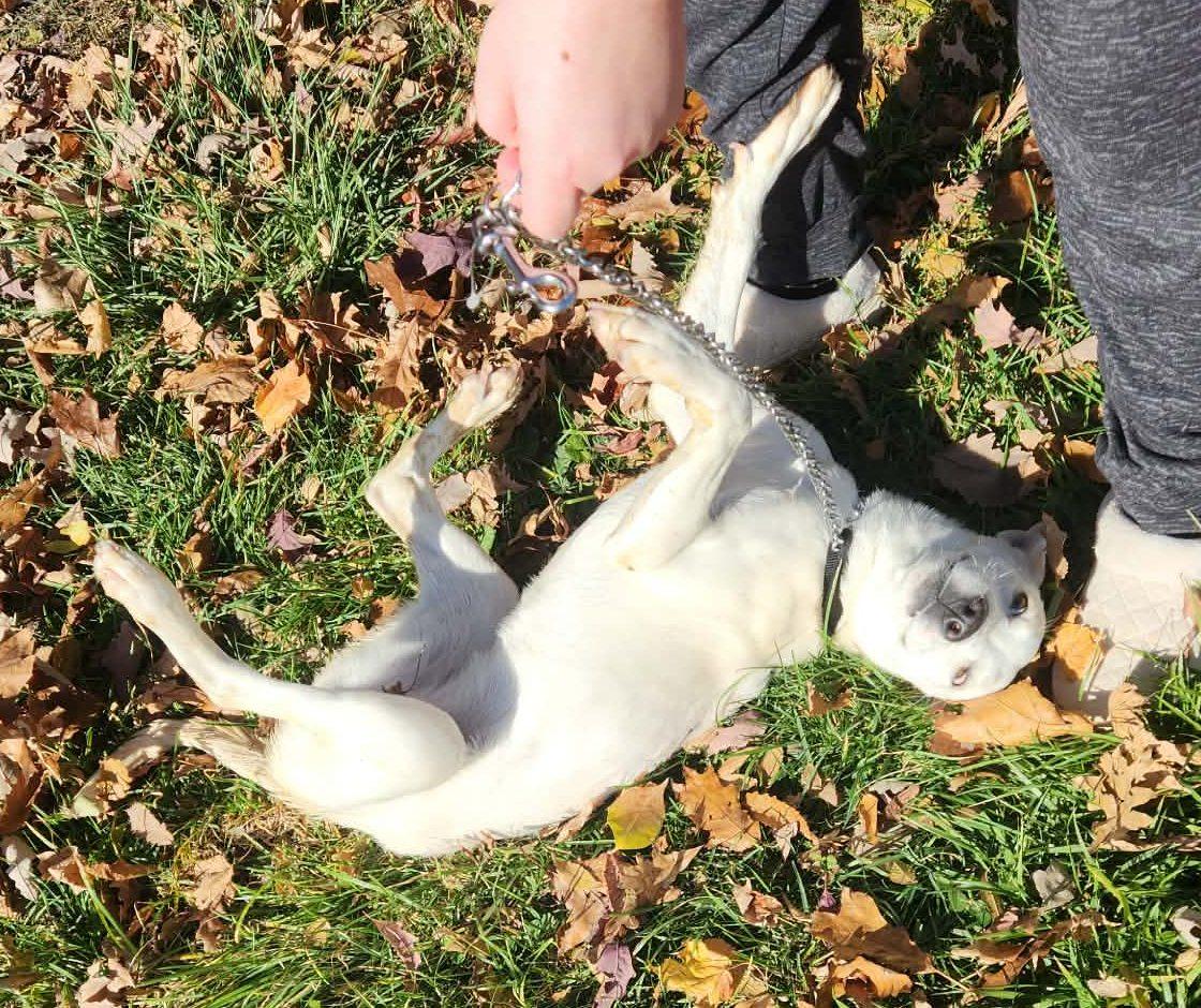 Enlarge rouge, a Adoptable mixed breed in MARION, IN image 3/5