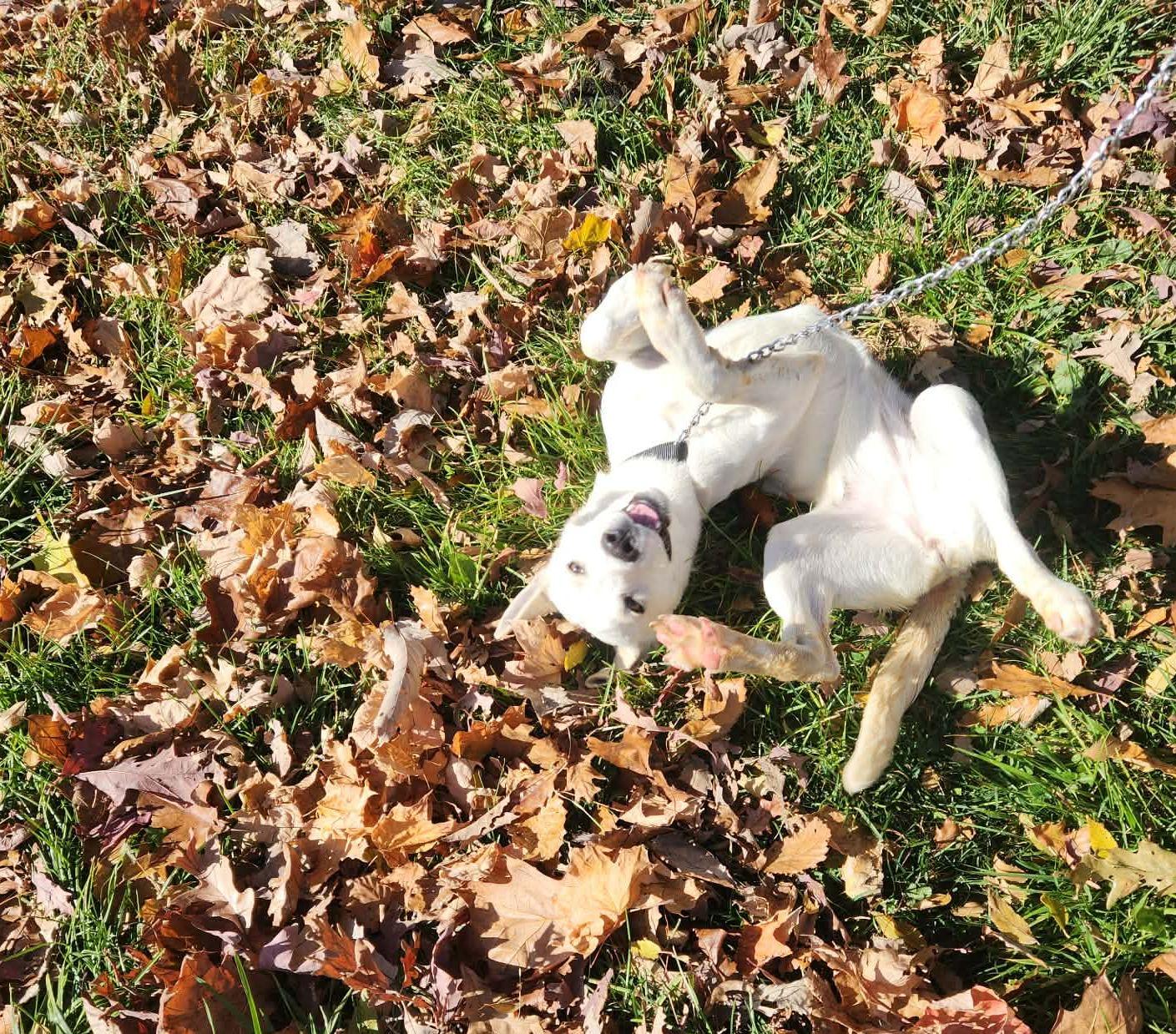 Enlarge rouge, a Adoptable mixed breed in MARION, IN image 5/5