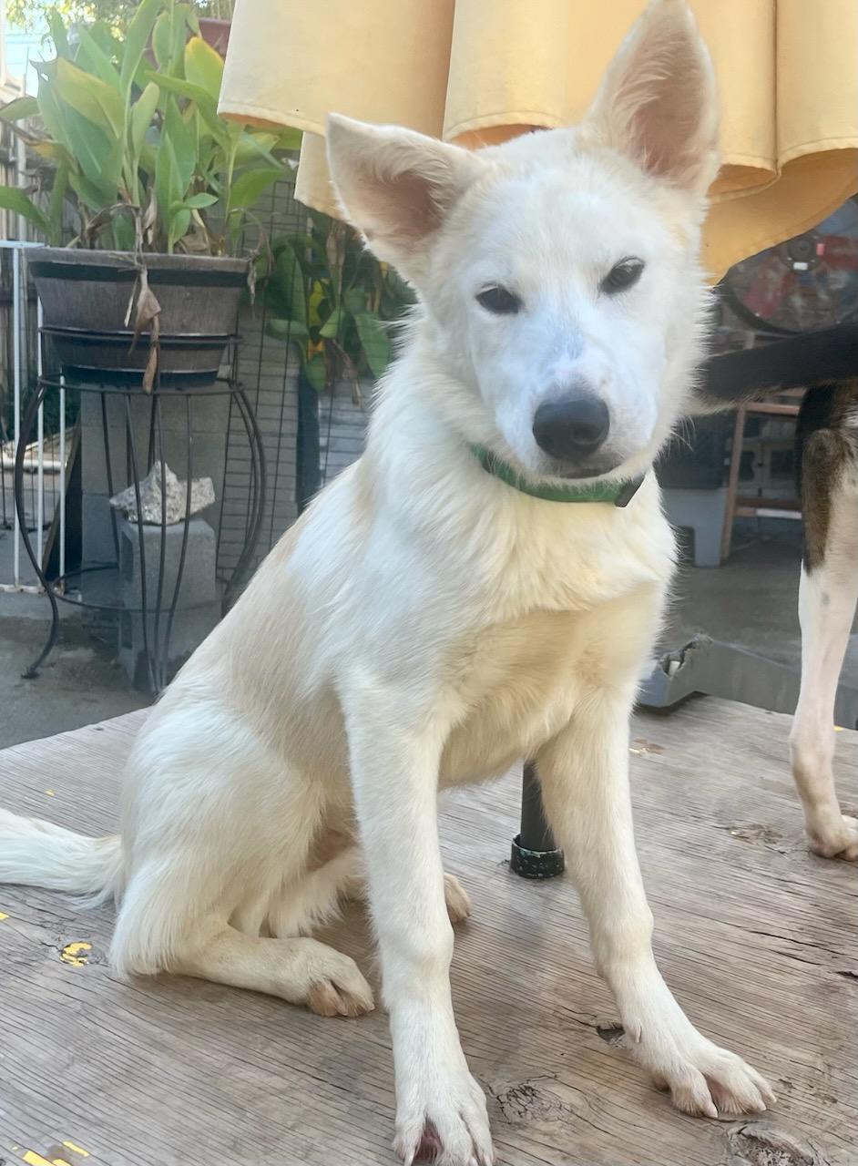 Enlarge Dusty J, a Adoptable mixed breed in Dallas, TX image 2/3