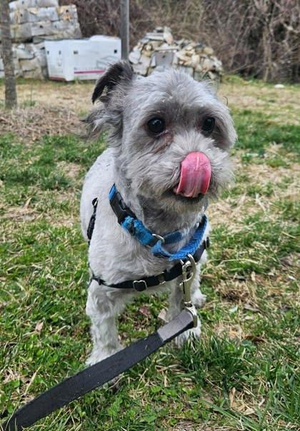 Enlarge Sterling, an adopted mixed breed in Annapolis, MD image 3/3