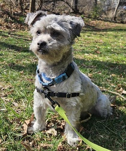 Sterling, adopted, Adult Male Shih Tzu.