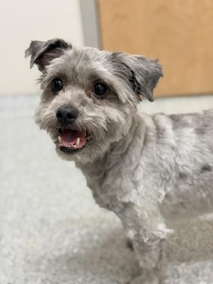 Enlarge Sterling, an adopted mixed breed in Annapolis, MD image 2/3