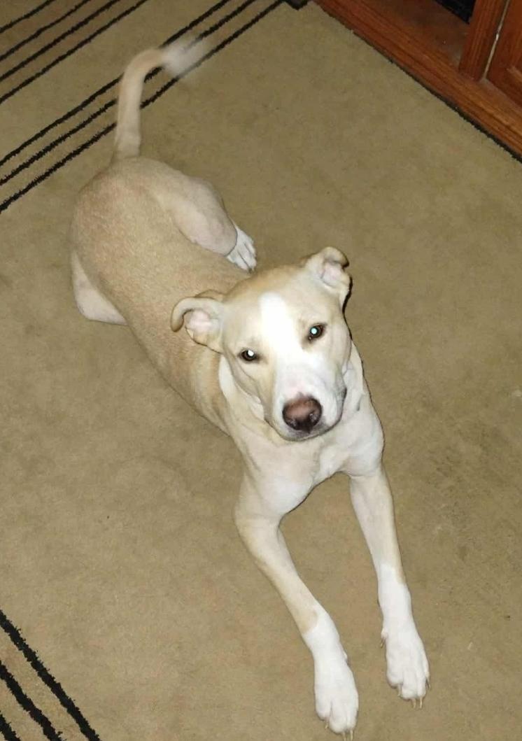 Enlarge Goose, an adopted mixed breed in Charlotte, NC image 1/3