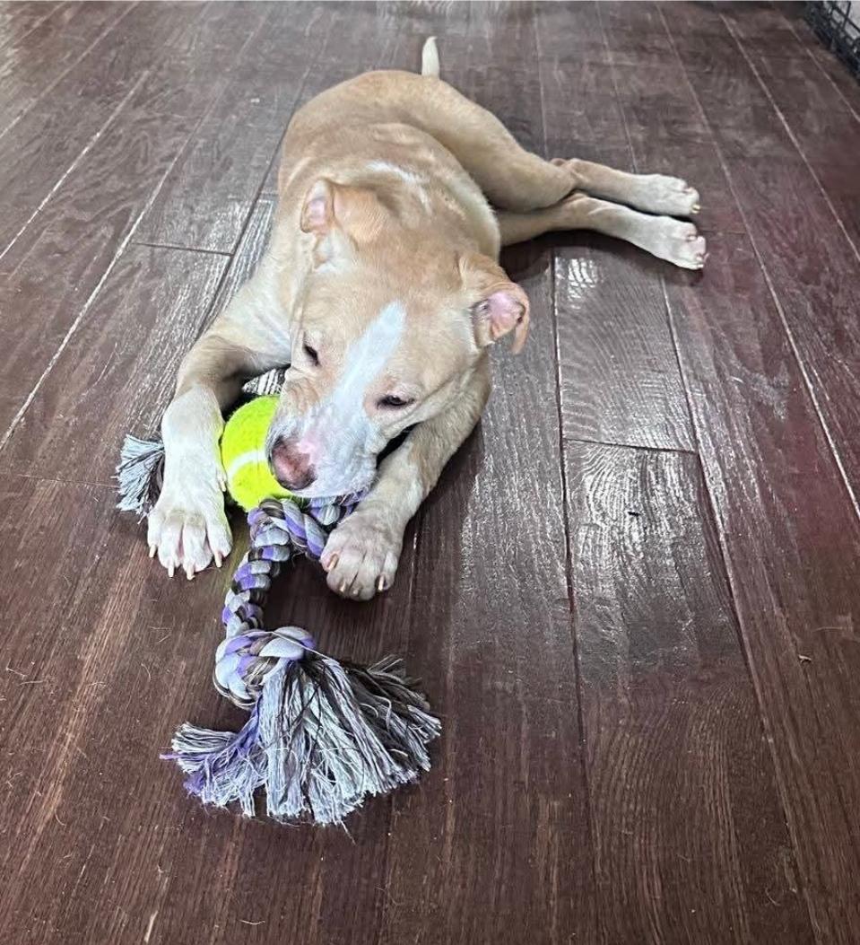 Enlarge Goose, an adopted mixed breed in Charlotte, NC image 2/3