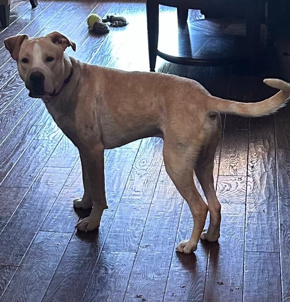 Enlarge Goose, an adopted mixed breed in Charlotte, NC image 3/3