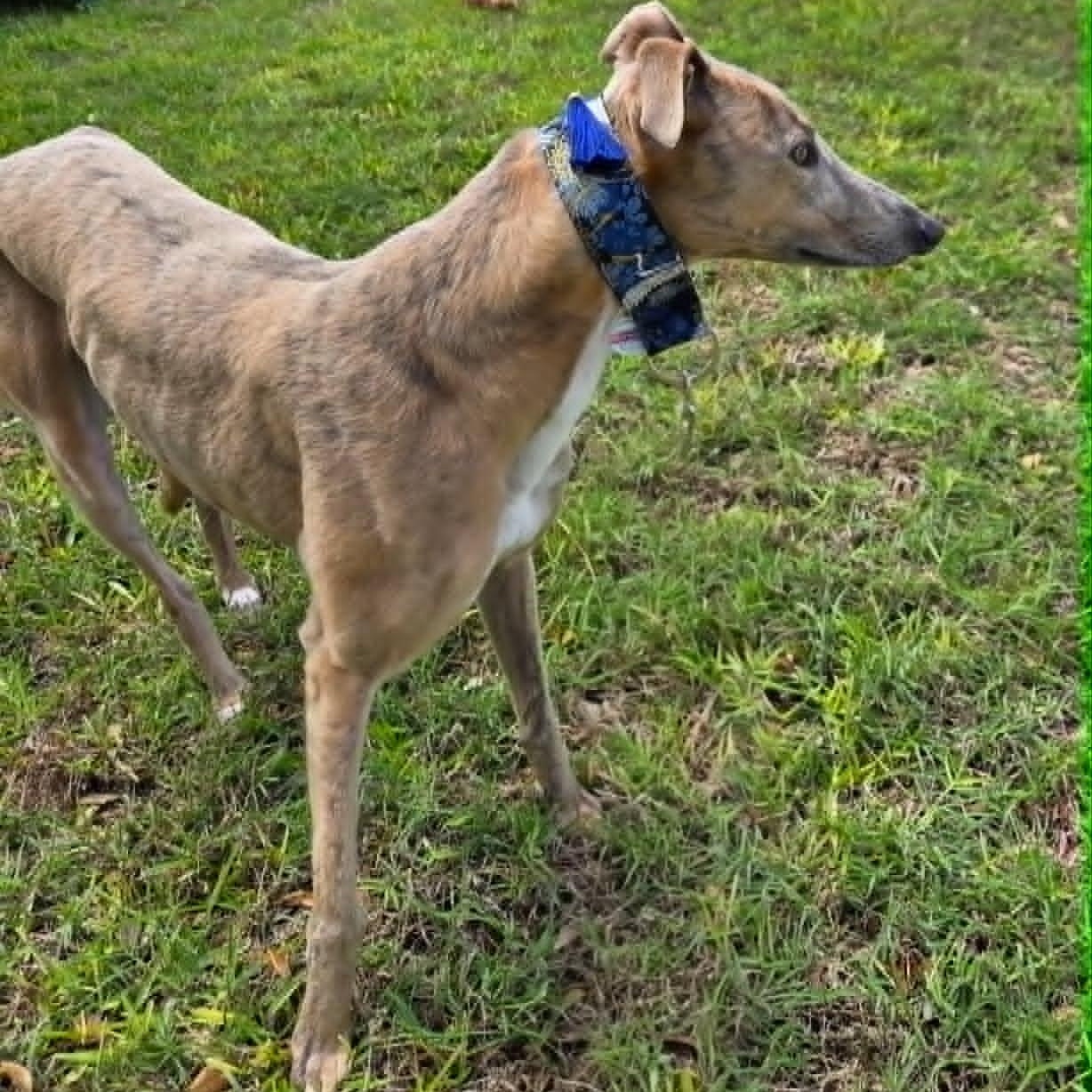 Saleen Sky (Sky), adopted, Adult Male Greyhound.