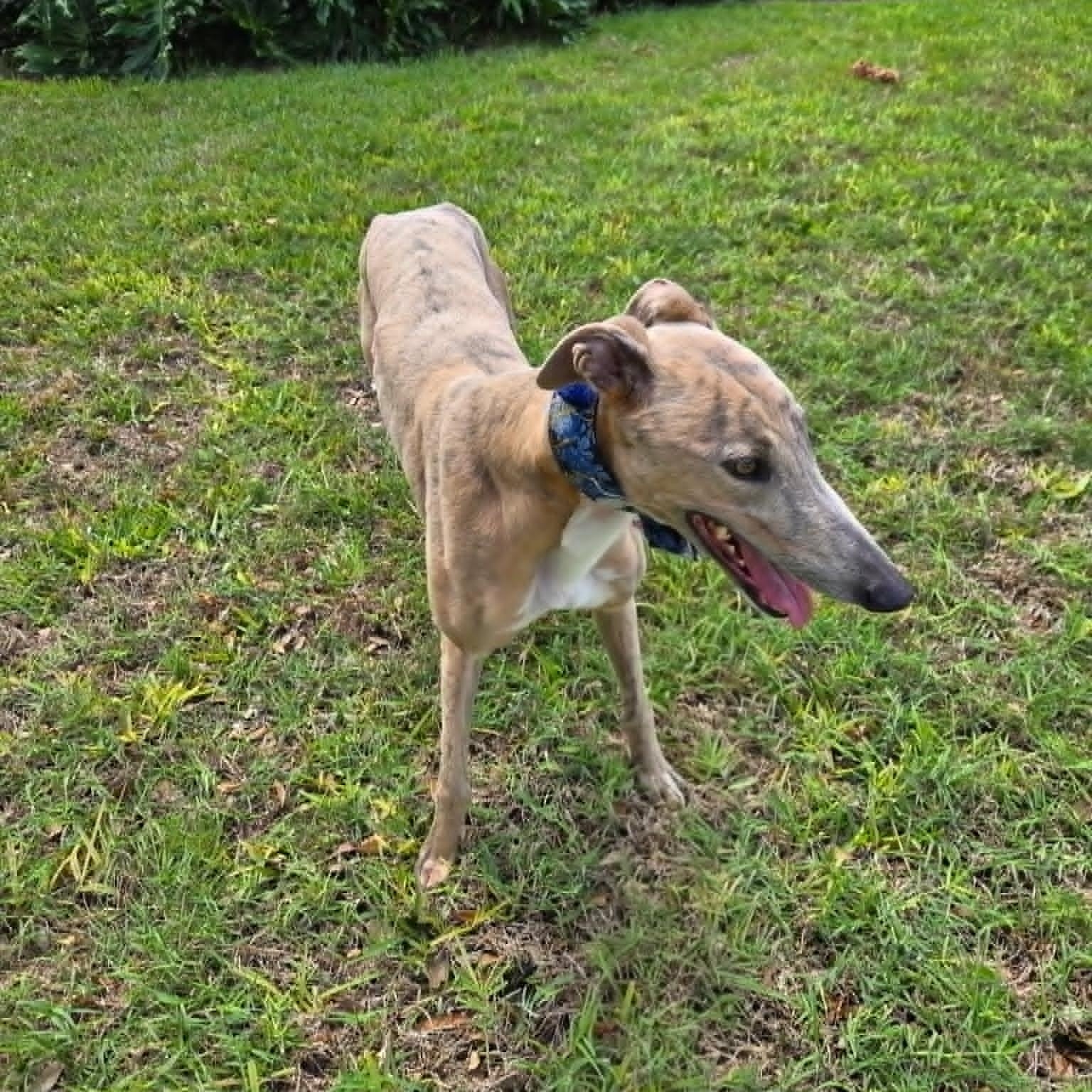 Enlarge Saleen Sky (Sky), a ADOPTABLE Greyhound in North Port, FL image 2/3