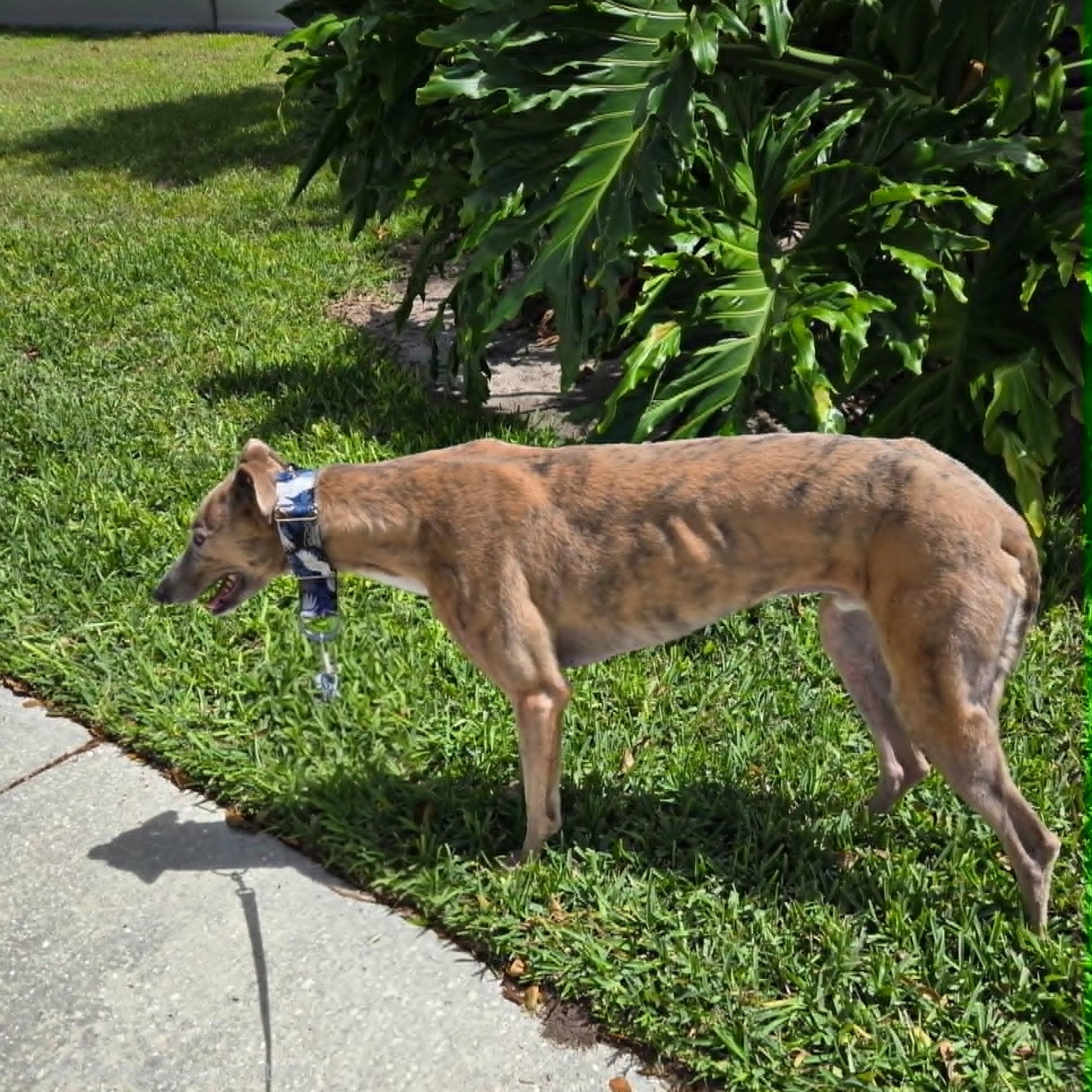 Enlarge Saleen Sky (Sky), a ADOPTABLE Greyhound in North Port, FL image 3/3