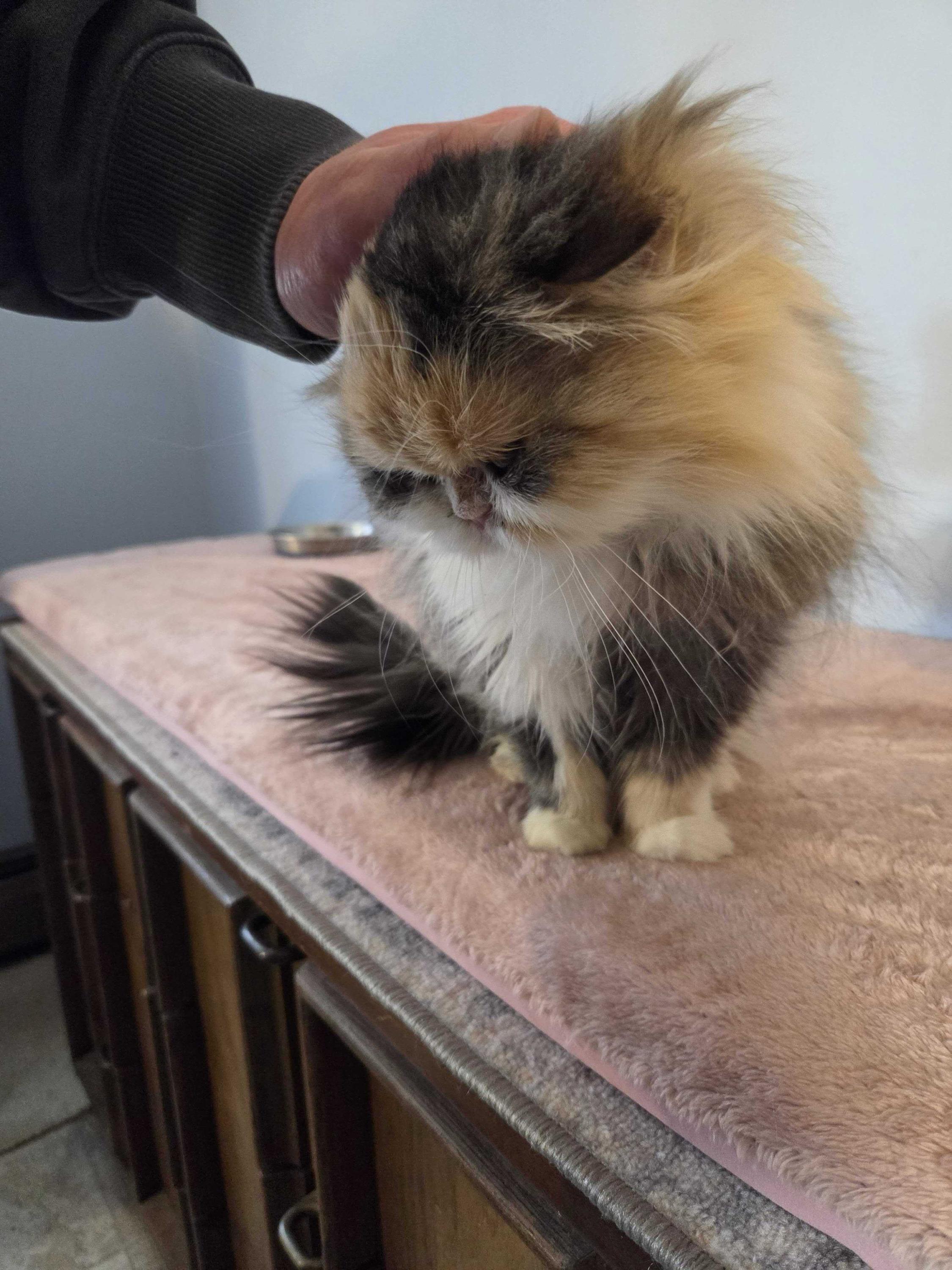 Enlarge Anne of Cleves, a ADOPTABLE Persian in Bowdoin, ME image 3/4