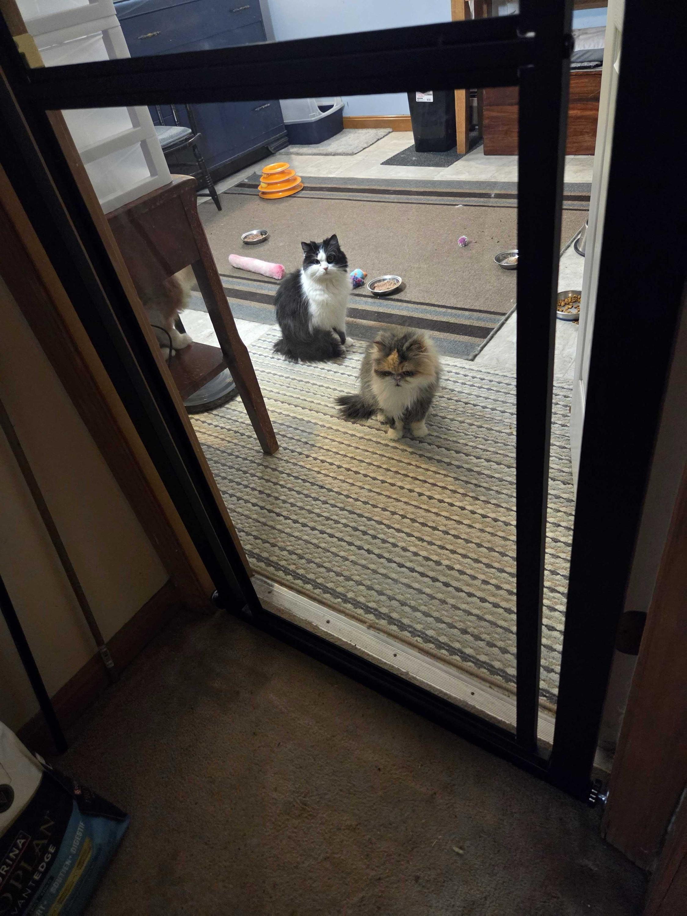 Enlarge Anne of Cleves, a ADOPTABLE Persian in Bowdoin, ME image 4/4