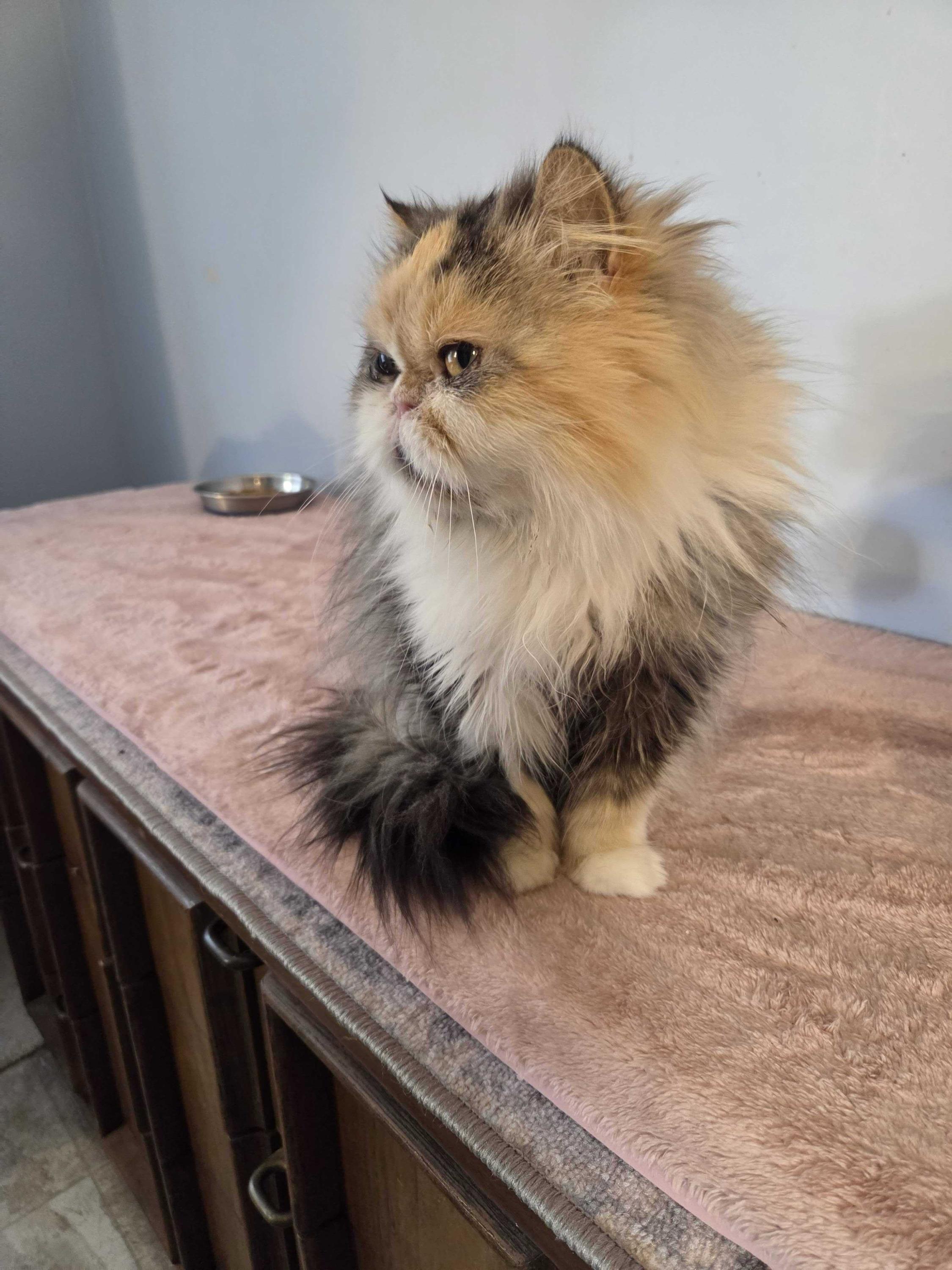Anne of Cleves, ADOPTABLE, Adult Female Persian.