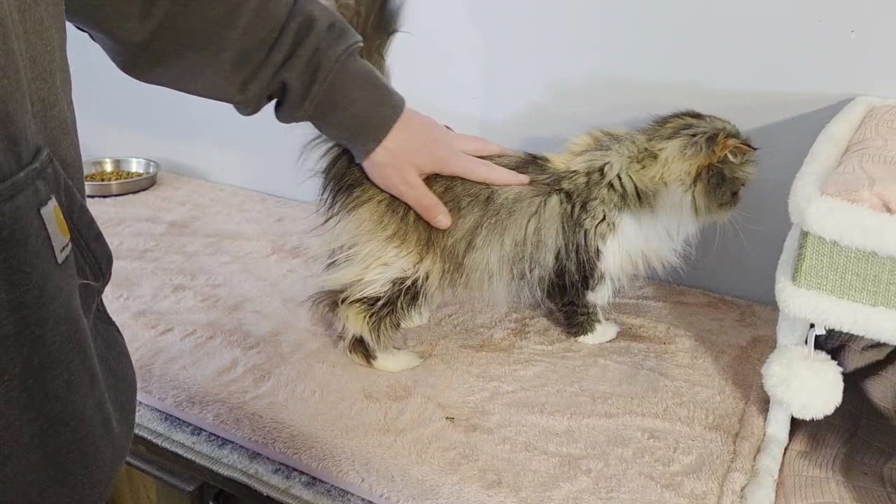 Enlarge Anne of Cleves, a ADOPTABLE Persian in Bowdoin, ME video 2/4