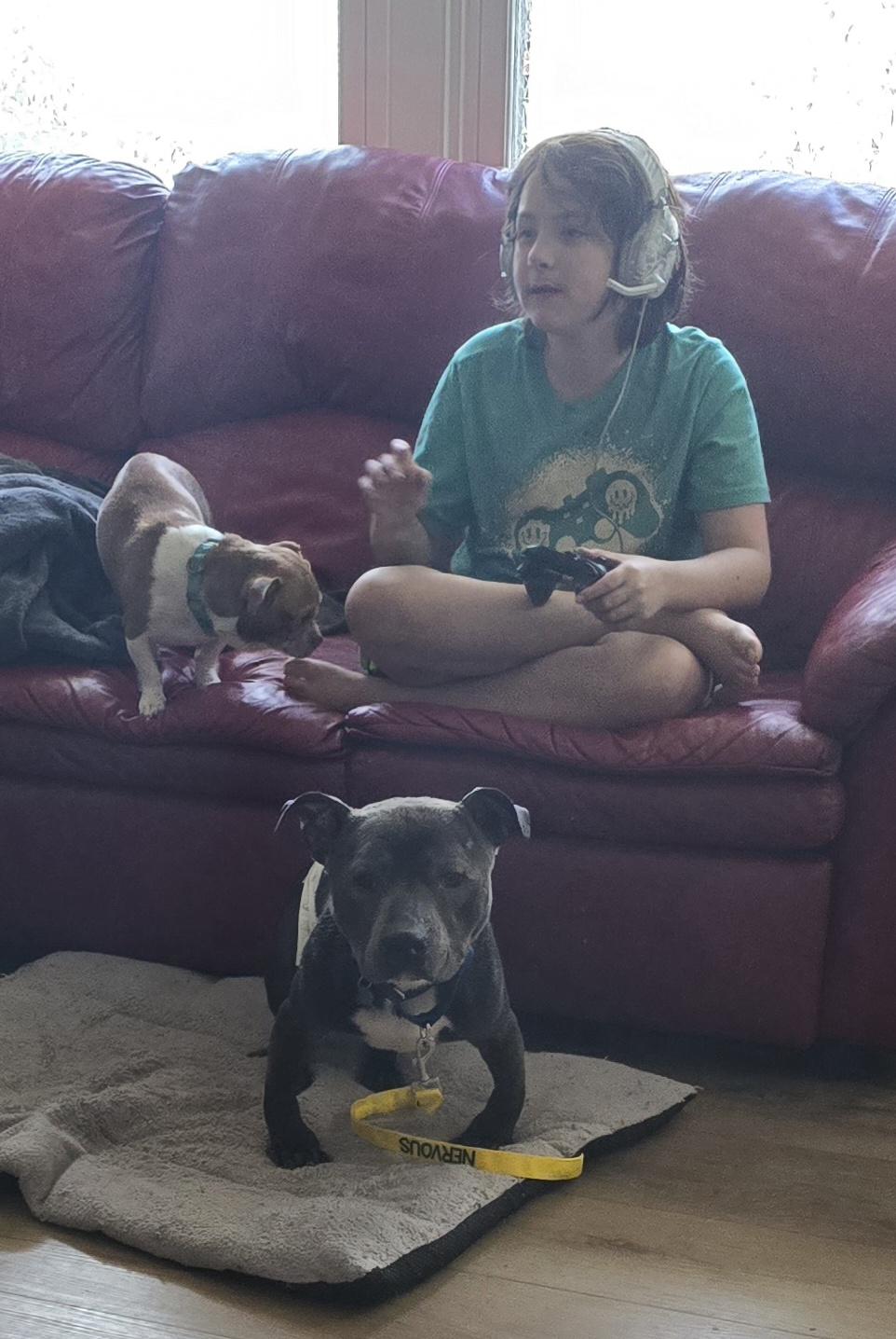 Mugshot, ADOPTABLE, Adult Male American Bully.