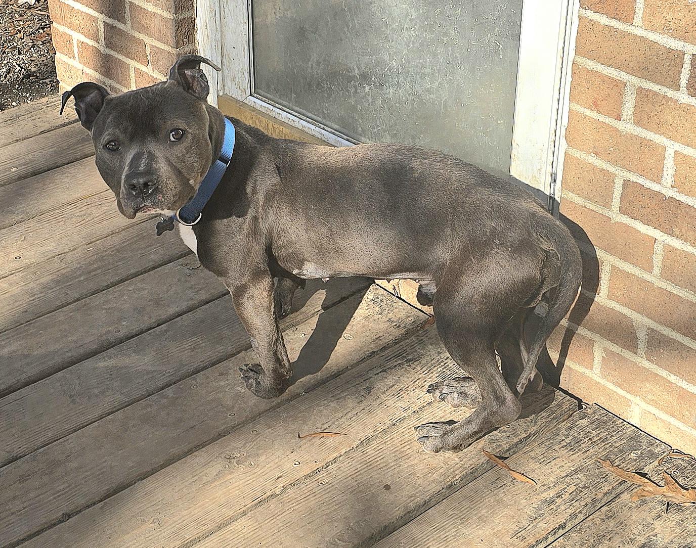 Enlarge Mugshot, a ADOPTABLE mixed breed in Fredericksburg, VA image 2/5