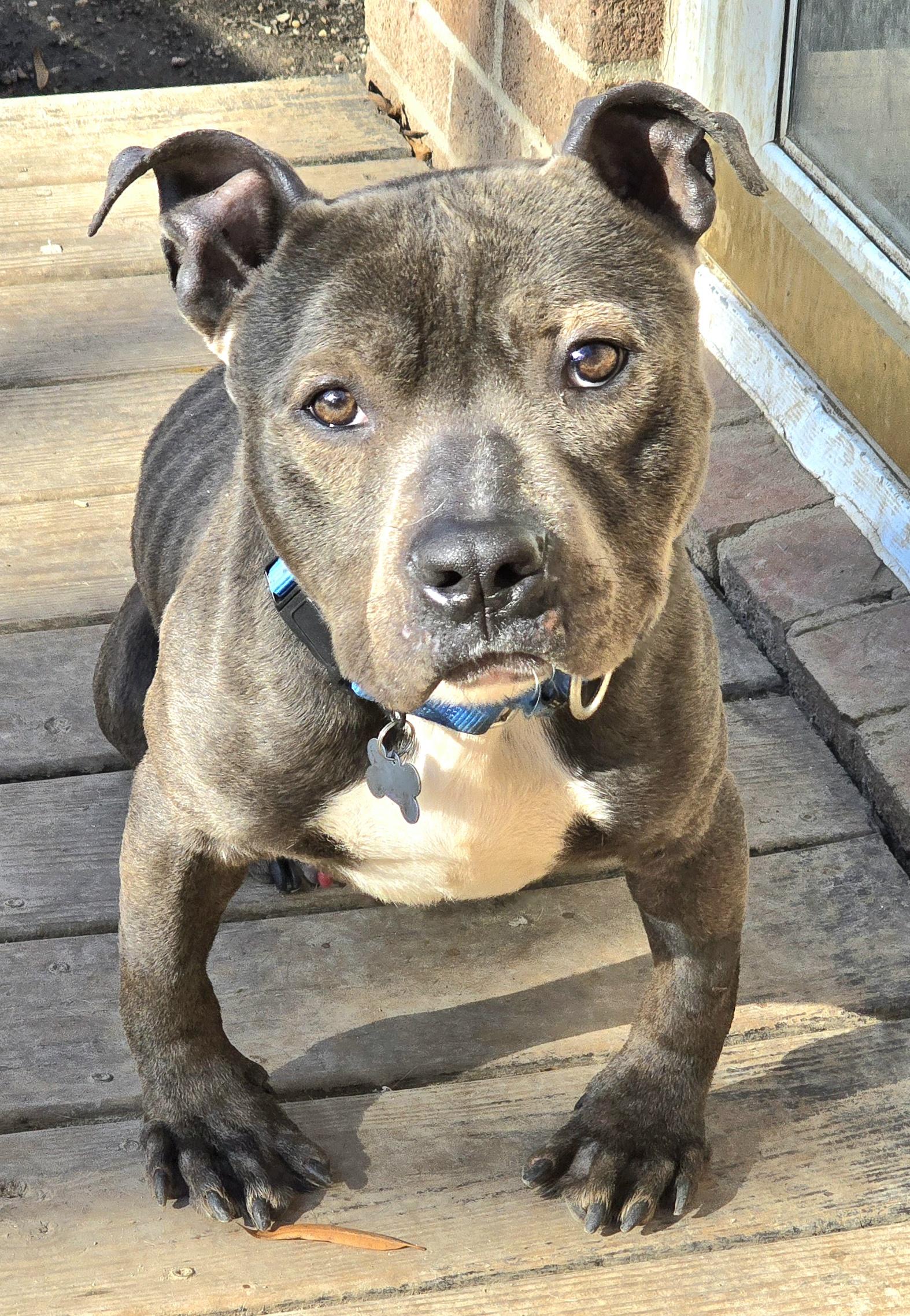 Enlarge Mugshot, a ADOPTABLE mixed breed in Fredericksburg, VA image 3/5