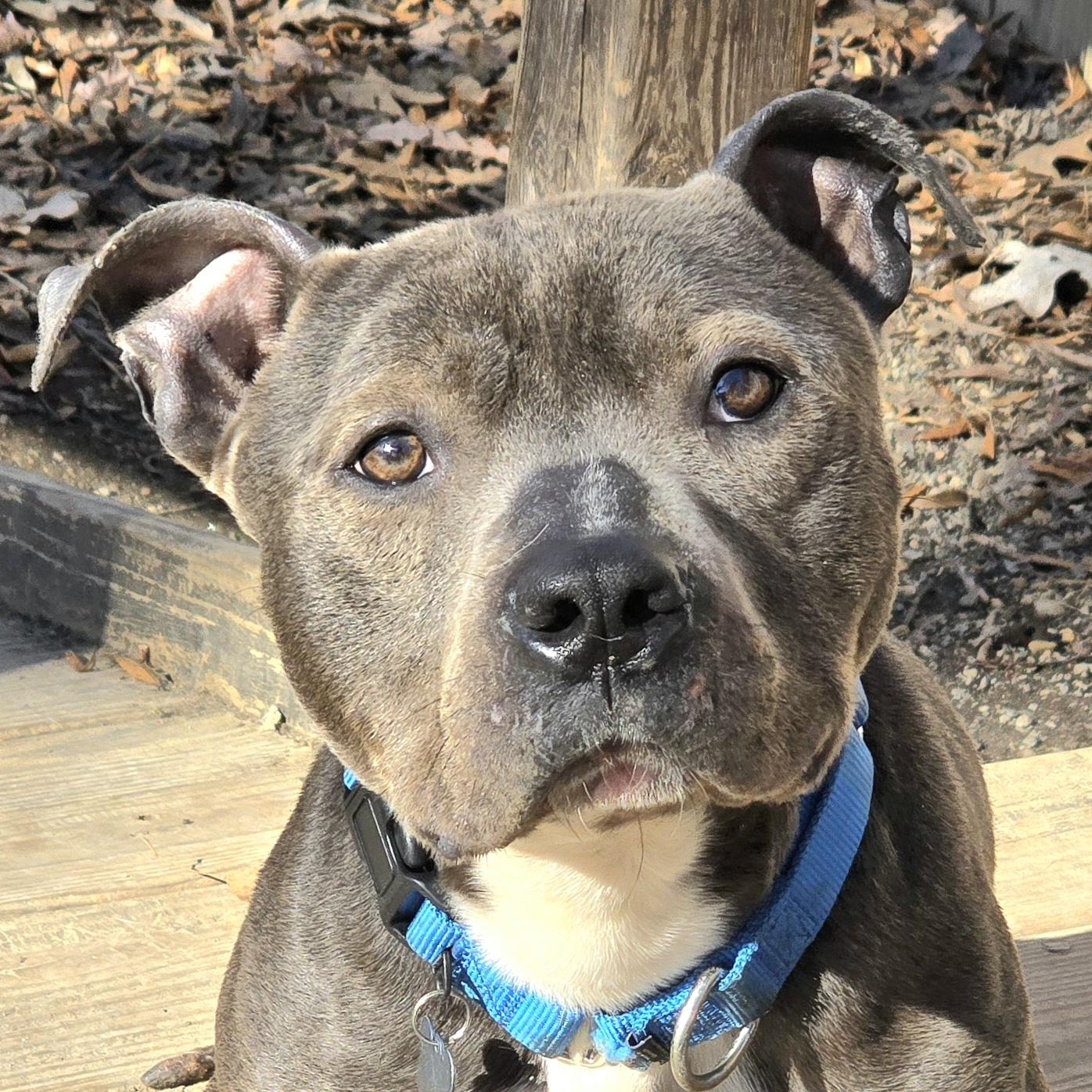 Mugshot, ADOPTABLE, Adult Male American Bully.