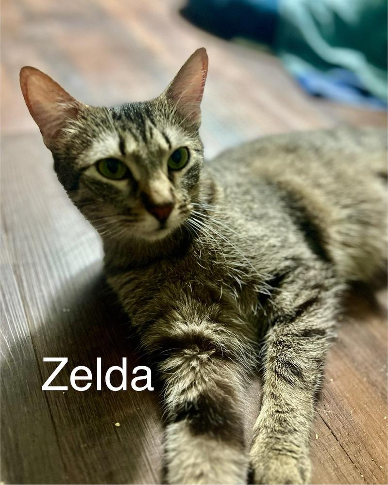 Zelda, a Adoptable mixed breed in Plumerville, AR image 1/2