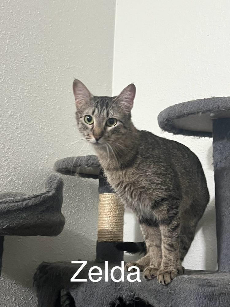 Zelda, Adoptable, Young Female Tabby.