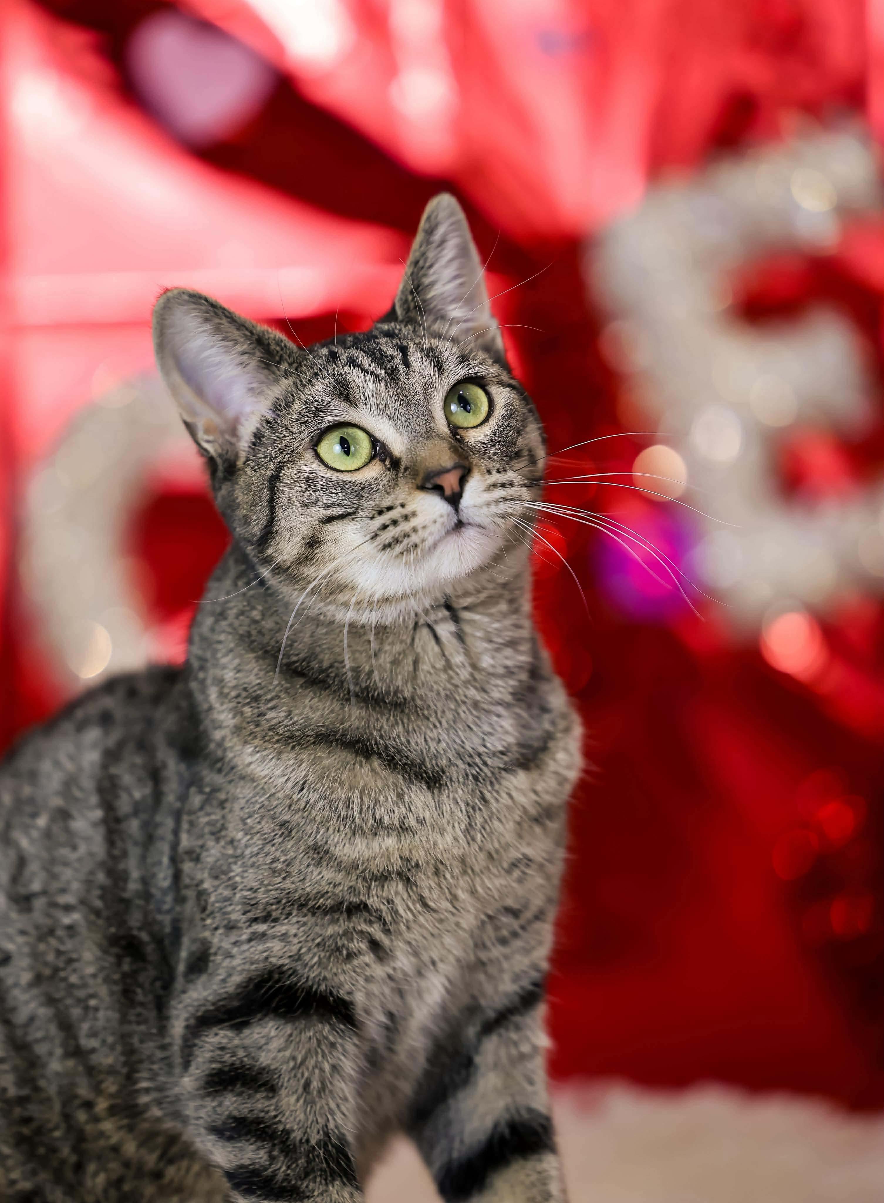 Enlarge Freedom, a Adoptable Domestic Short Hair in Sioux Falls, SD image 2/3