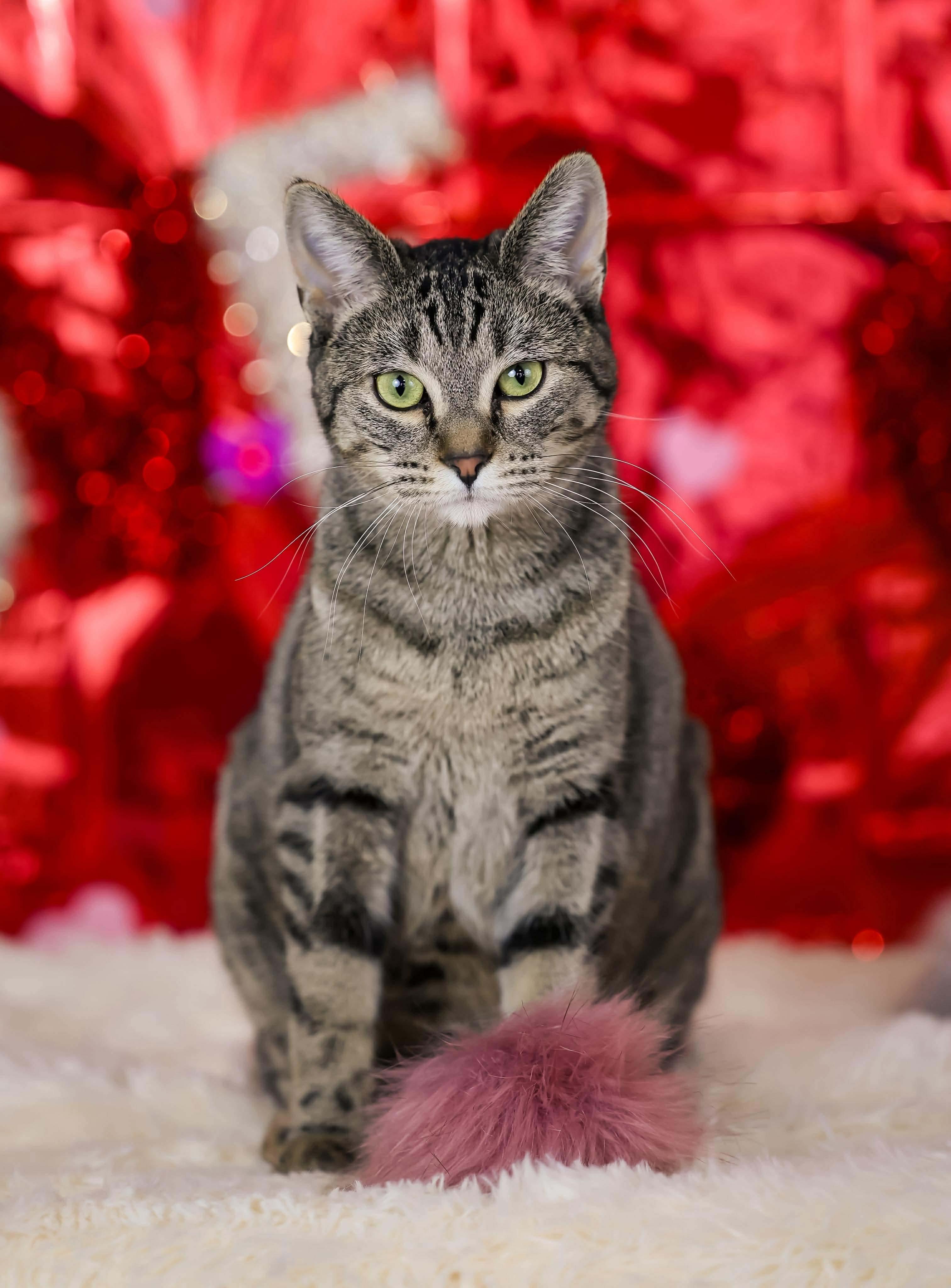 Freedom, Adoptable, Young Female Domestic Short Hair.